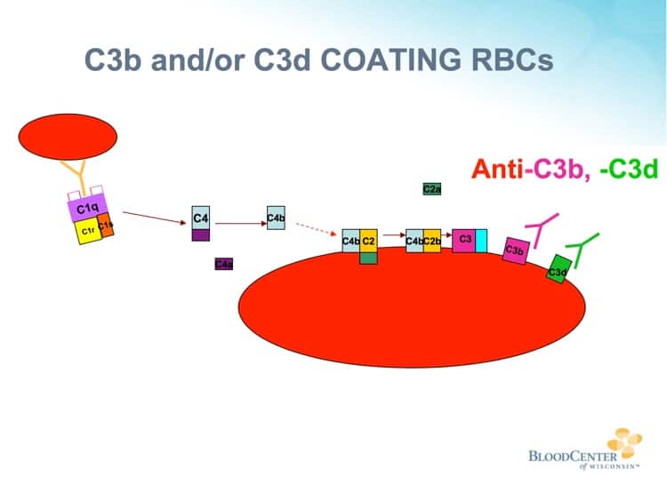 Johnson Slide 7 - Complement deposition on RBCs (note C3b and C3d)